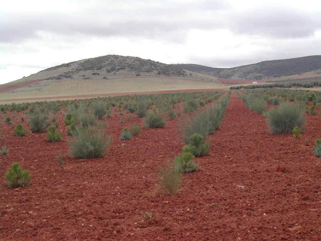 Forestación con pino y retama