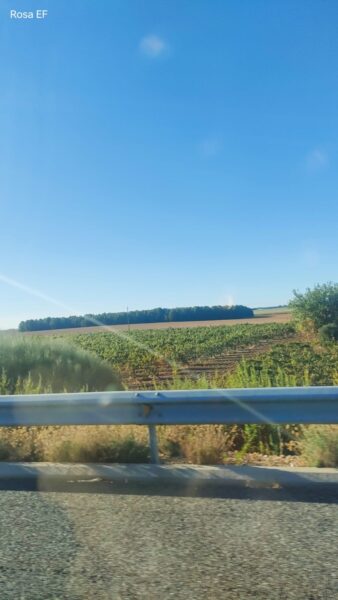 Forestación con pino carrasco en Bonete (Albacete)